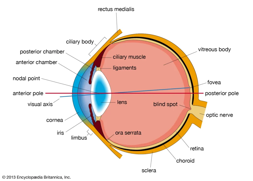 Simple cross-section of the eye labeling the iris, ciliary body, choroid, retina, and vitreous, with posterior uveitis highlighted at the back.