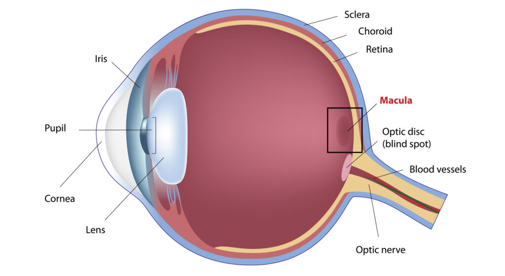 diagram showing the retina, macula, and retinal blood vessels.
